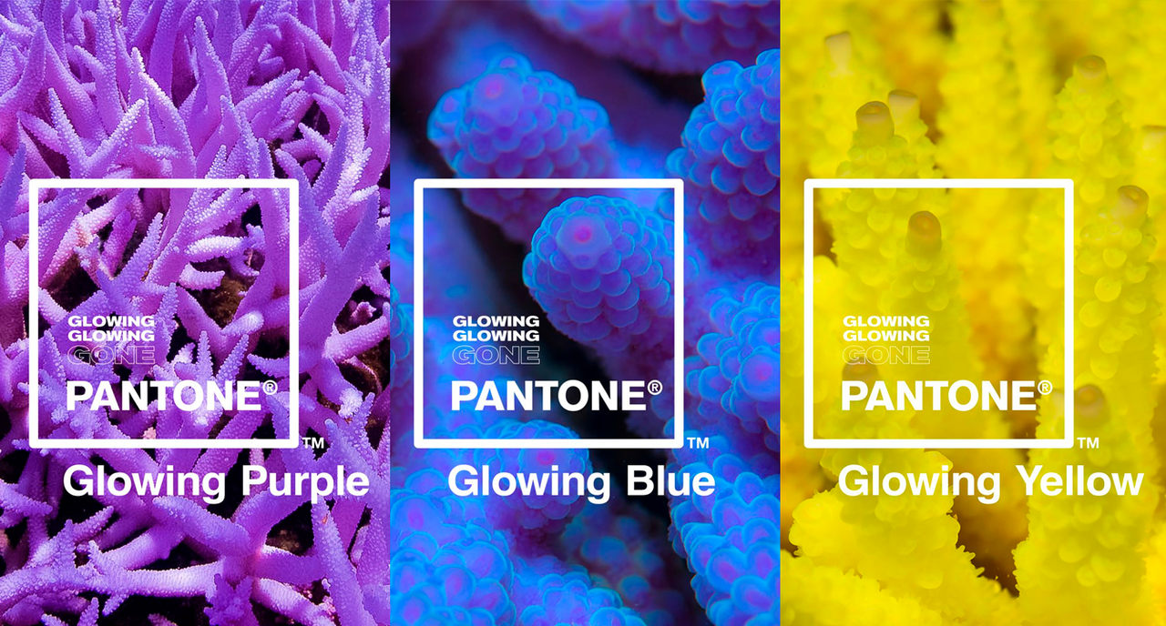 Pantone 推出3 種全新珊瑚色 絕美背後的悲慘真相 捷可印